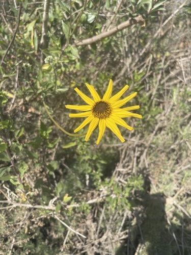 iNaturalist observation photo of California brittlebush
