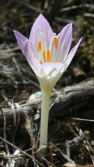 Colchicum lusitanum