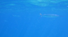 Hemiramphus brasiliensis