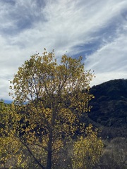 Populus fremontii fremontii