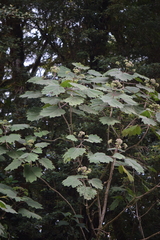 Neomirandea angularis