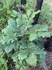 Carya tomentosa