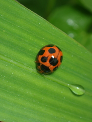 Coelophora bissellata