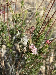 Eriogonum fasciculatum foliolosum