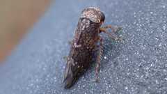 Acericerus