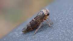 Acericerus