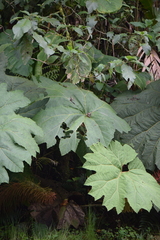 Gunnera