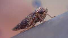 Acericerus