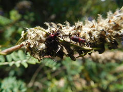 Oncopeltus orourkeae