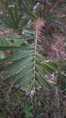 Bactris setosa
