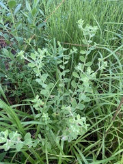 Sericocarpus tortifolius