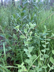 Sericocarpus tortifolius