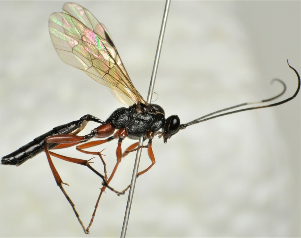 Platylabini
