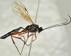 Hypomecus quadriannulatus