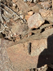 Lactista gibbosus