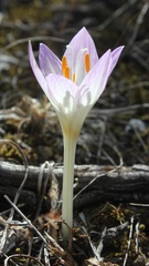 Colchicum lusitanum