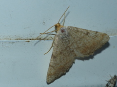 Macaria bicolorata