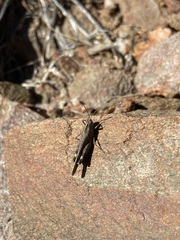 Lactista gibbosus