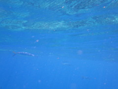 Hemiramphus brasiliensis