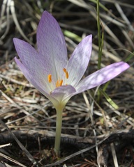 Colchicum lusitanum
