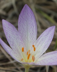 Colchicum lusitanum