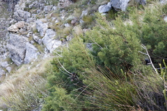 Widdringtonia nodiflora