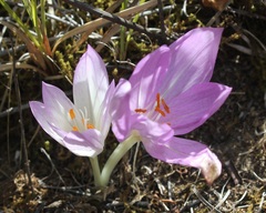 Colchicum lusitanum