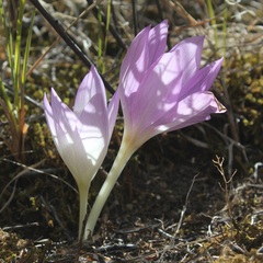 Colchicum lusitanum