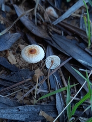 Crinipellis scabella