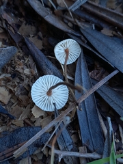 Crinipellis scabella