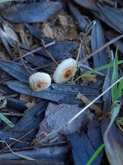 Crinipellis scabella