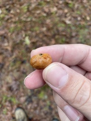 Zelleromyces cinnabarinus