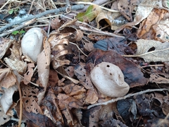 Myriostoma coliforme