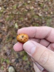 Zelleromyces cinnabarinus