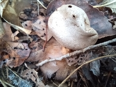 Myriostoma coliforme