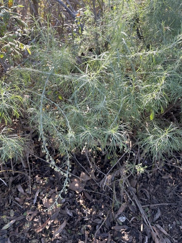 iNaturalist observation photo of California sagebrush