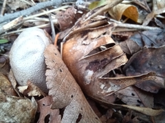 Myriostoma coliforme