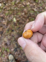 Zelleromyces cinnabarinus