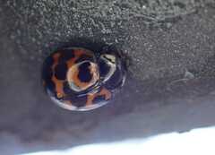 Harmonia axyridis