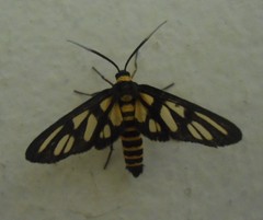 Lepidoptera