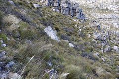 Protea lepidocarpodendron