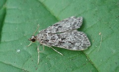 Eudonia truncicolella