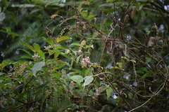 Gonzalagunia rosea