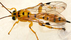 Xanthopimpla rhopaloceros