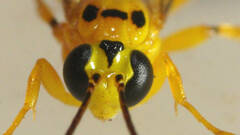 Xanthopimpla rhopaloceros