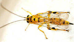 Xanthopimpla rhopaloceros