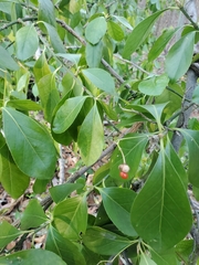 Euonymus japonicus