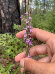 Liatris gracilis