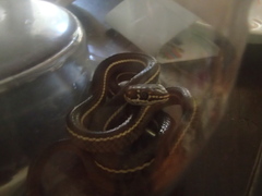 Masticophis lateralis