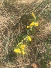 Chamaecytisus triflorus